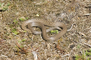 Prints of Smooth Snake Dorset summer Smooth Snake Prints: Smooth Snake Print, Dorset Summer Landscape