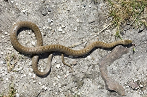 Prints of Smooth Snake Dorset summer Smooth Snake Prints: Smooth Snake Print, Dorset Summer Landscape