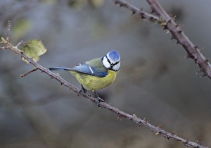 Blue Tit UK Prints: 02875dt