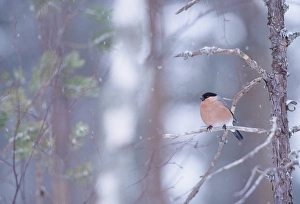 Scottish Wildlife Images Prints: 02878dt