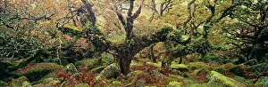 Ancient Sessile Oaks in Wistmans Wood, Dartmoor Ancient Sessile Oaks in Wistmans Wood, Dartmoor