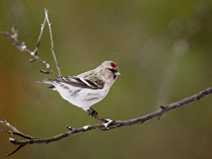 Arctic Redpoll Carduelis hornemmani Northern Finland March Arctic Redpoll Carduelis hornemmani Northern Finland March