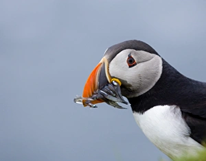 Atlantic Puffin Fratercula arctica with sand eels Hermaness Unst Shetland May Atlantic Puffin Fratercula arctica with sand eels Hermaness Unst Shetland May