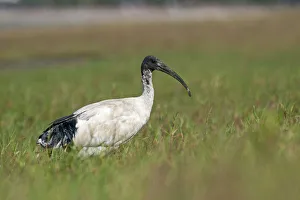 Australian White Ibis Threskiornis molucca (Sacred Ibis) Cairns Queensland Australia Australian White Ibis Threskiornis molucca (Sacred Ibis) Cairns Queensland Australia