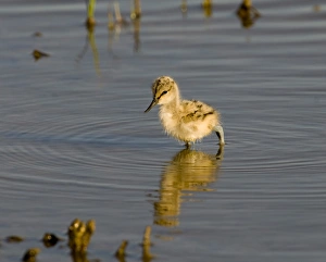 Avocet Chick Print Minsmere May