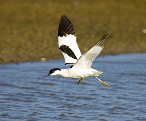 RSPB Minsmere Reserve Prints: Avocet Minsmere May