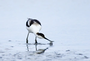 Avocet Recurvirostra avocetta juvenile feeding Cley Norfolk August Avocet Recurvirostra avocetta juvenile feeding Cley Norfolk August