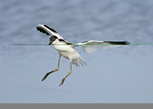 Avocet Recurvirostra avocetta juvenile landing Cley Norfolk August Avocet Recurvirostra avocetta juvenile landing Cley Norfolk August