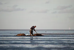 Bait digging on mudflats of The Wash off Snettisham Norfolk winter Bait digging on mudflats of The Wash off Snettisham Norfolk winter