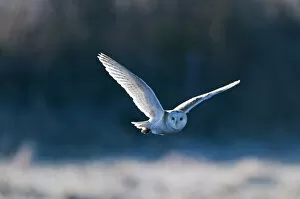 Norfolk Collection: Barn Owl Tyto alba hunting over frosty meadow Norfolk January