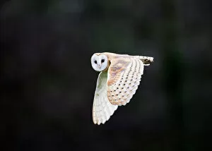 Norfolk Collection: Barn Owl Tyto alba hunting over meadow North Norfolk winter