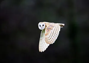 Barn Owl Tyto alba hunting over meadow North Norfolk winter Barn Owl Tyto alba hunting over meadow North Norfolk winter