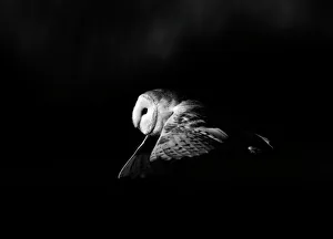 Barn Owl tyto alba hunting North Norfolk January Barn Owl tyto alba hunting North Norfolk January