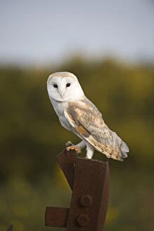 Norfolk Collection: Barn Owl Tyto alba on old gun emplacement on Salthouse Heath Norfolk