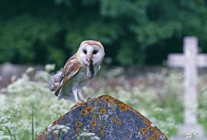 Barn Owl, Tyto alba, with shrew, in churchyard, UK, summer Barn Owl, Tyto alba, with shrew, in churchyard, UK, summer