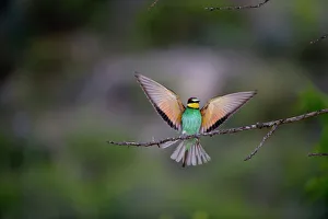 Bee-eater Merops apiaster Spanish Steppes Spain May Bee-eater Merops apiaster Spanish Steppes Spain May