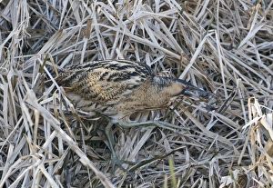 Bittern Botaurus stellaris with a frog Norfolk winter Bittern Botaurus stellaris with a frog Norfolk winter