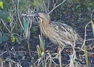 Images Dated 10th February 2008: Bittern Botaurus stellaris with a frog Norfolk winter