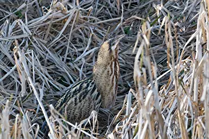 Bird Photography Norfolk Coast Prints: Bittern Botaurus stellaris Norfolk winter