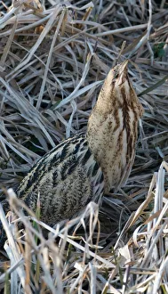 Images Dated: Bittern Botaurus stellaris Norfolk winter Print