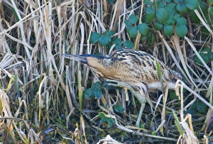 Bittern Botaurus stellaris North Norfolk winter Bittern Botaurus stellaris North Norfolk winter