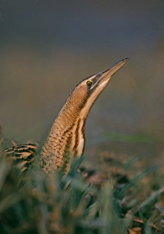 Prints of Bittern, Botaurus stellaris, stalking through marsh, autumn Bittern Prints: Bittern Print: Autumn Marsh Stalker