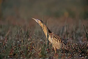 Bittern, Botaurus stellaris, stalking through marsh, autumn Bittern, Botaurus stellaris, stalking through marsh, autumn