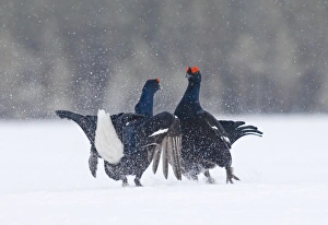 Black Grouse Tetrao tetrix males fighting at lek Finland April Black Grouse Tetrao tetrix males fighting at lek Finland April