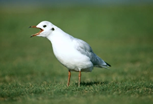 British Bird Photography Prints: Black-headed Gull, Risa tridactyla, calling (non-breeding plumage), Kent, UK, January