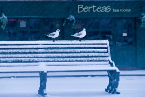 Black-headed Gulls in urban environment in winter UK Black-headed Gulls in urban environment in winter UK