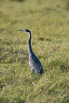 Black-headed Heron Ardea melanocephala Masai Mara Kenya Black-headed Heron Ardea melanocephala Masai Mara Kenya