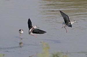 Black-winged Stilt Himantopus himantopus India November Black-winged Stilt Himantopus himantopus India November