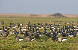 Brent Geese Branta bernicla Salthouse Norfolk winter Brent Geese Branta bernicla Salthouse Norfolk winter