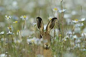 Brown Hare Lepus europaeus in meadow in summer Norfolk UK Brown Hare Lepus europaeus in meadow in summer Norfolk UK