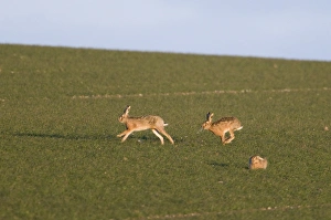 Brown Hares Lepus europaeus chasing across a field of winter wheat Norfolk March Brown Hares Lepus europaeus chasing across a field of winter wheat Norfolk March