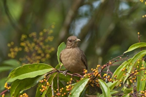 Clay-colored Robin Turdus grayi Savegre Costa Rica Clay-colored Robin Turdus grayi Savegre Costa Rica