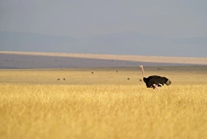 Common Ostrich Struthio camelus male Masai Mara Kenya Common Ostrich Struthio camelus male Masai Mara Kenya