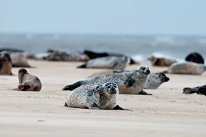 Common Seals Phoca vitulina Blakeney Point Norfolk summer Common Seals Phoca vitulina Blakeney Point Norfolk summer