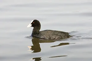 Coot Fulica atra Titchwell RSPB Reserve Norfolk March Coot Fulica atra Titchwell RSPB Reserve Norfolk March