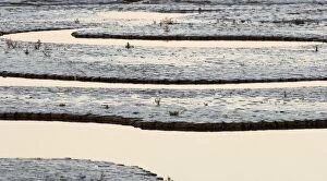 Images Dated 10th September 2006: Creek running through saltmarsh and tidal mudflats of The Wash viewed on a full moon