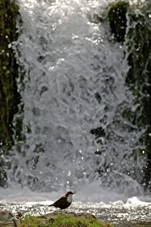 Dipper Cinclus cinclus feeding in river Derbyshire spring Dipper Cinclus cinclus feeding in river Derbyshire spring