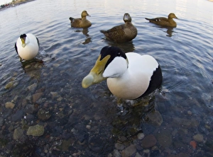 Eiders Somateria mollissima Northumberland winter Eiders Somateria mollissima Northumberland winter