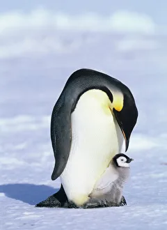 Emperor Penguin Aptenodytes fosteri with chick Weddell Sea Antarctica Emperor Penguin Aptenodytes fosteri with chick Weddell Sea Antarctica