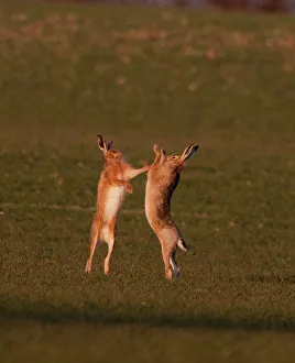 European Brown Hare boxing in spring Norfolk March European Brown Hare boxing in spring Norfolk March
