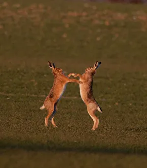 European Brown Hare Lepus europaeus boxing in spring Norfolk European Brown Hare Lepus europaeus boxing in spring Norfolk