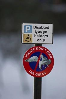 Do not feed the gulls sign in Dumfries Scotland Do not feed the gulls sign in Dumfries Scotland