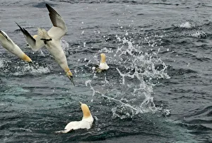 Gannets Sula bassana diving for mackerel off Shetland June Gannets Sula bassana diving for mackerel off Shetland June