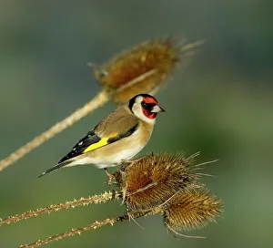 Goldfinch Carduelis carduelis on teasel Kent UK Goldfinch Carduelis carduelis on teasel Kent UK