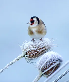 Goldfinch on teasel on frosty winters morning in garden Kent UK Goldfinch on teasel on frosty winters morning in garden Kent UK