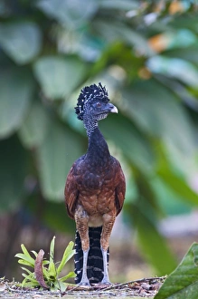 Great Curassow Crax rubra female La Selva Costa Rica Great Curassow Crax rubra female La Selva Costa Rica